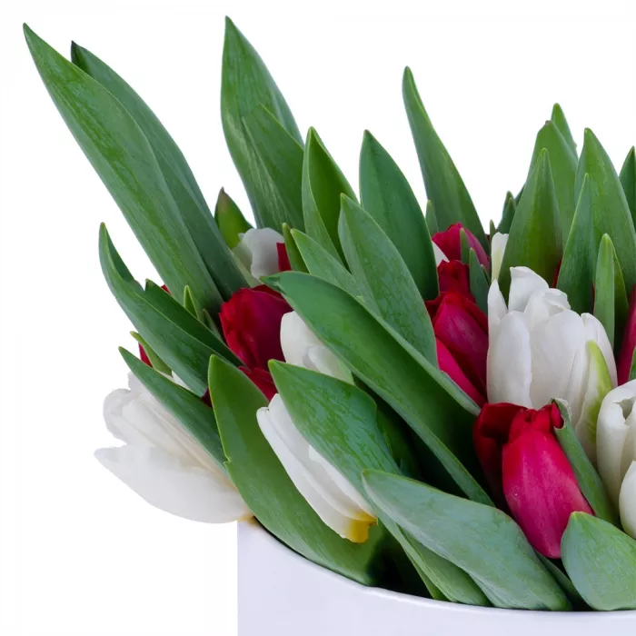 51 Разноцветный тюльпан в белой шляпной коробке