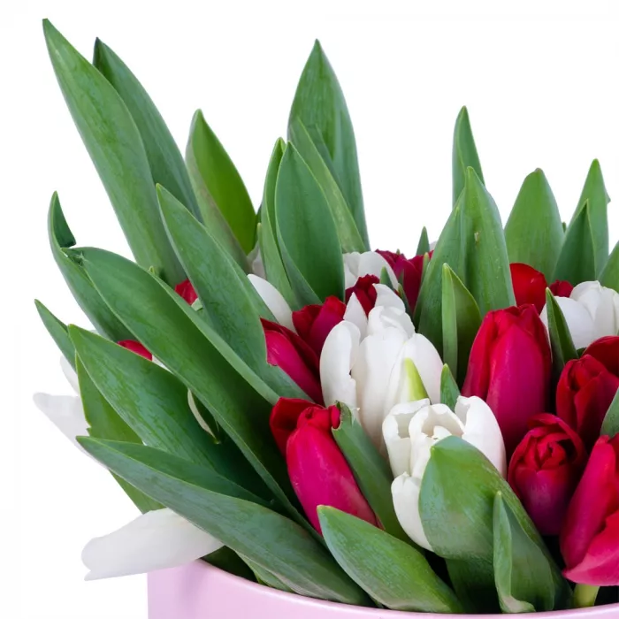 51 Разноцветный тюльпан в розовой шляпной коробке