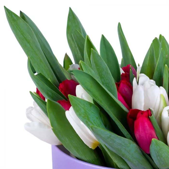 51 Разноцветный тюльпан в фиолетовой шляпной коробке