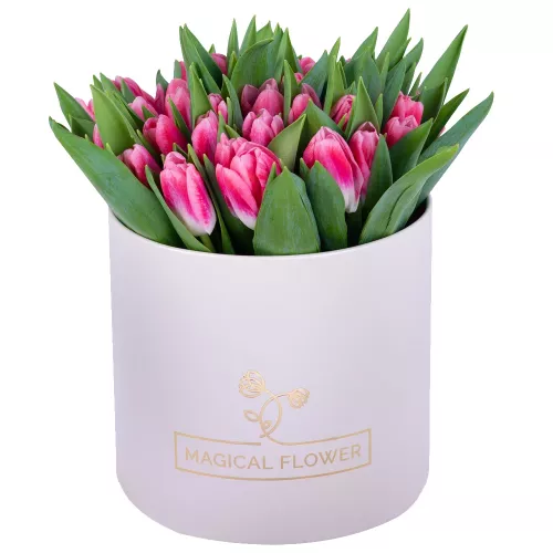 51 Бело-малиновый тюльпан в кремовой шляпной коробке