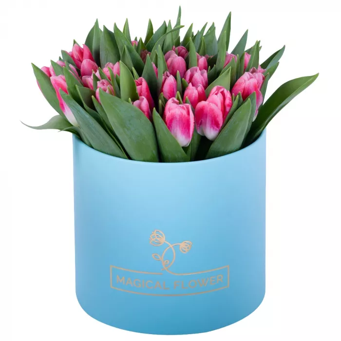 51 Бело-малиновый тюльпан в голубой шляпной коробке