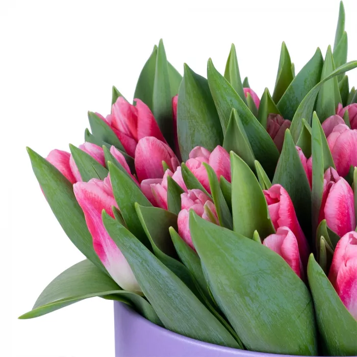 51 Бело-малиновый тюльпан в фиолетовой шляпной коробке