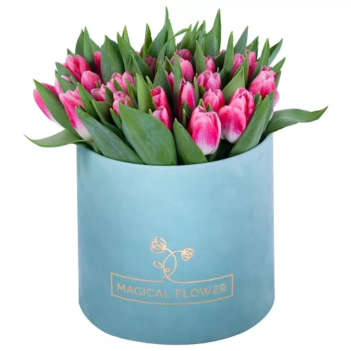 51 Бело-малиновый тюльпан в зеленой бархатной шляпной коробке