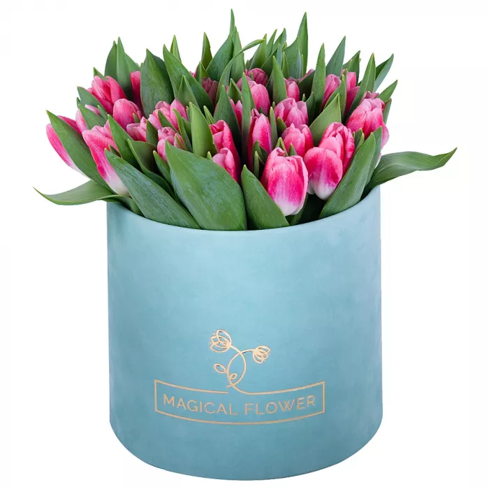 51 Бело-малиновый тюльпан в зеленой бархатной шляпной коробке