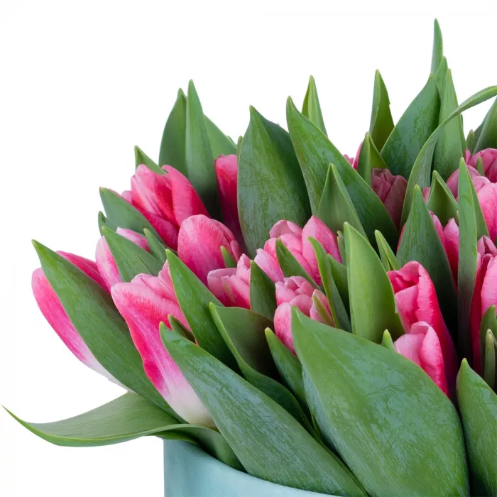 51 Бело-малиновый тюльпан в зеленой бархатной шляпной коробке