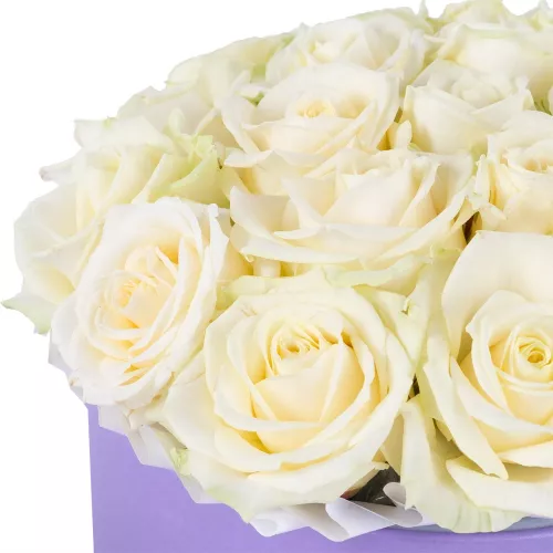 Букет из 21 белой розы premium в фиолетовой шляпной коробке