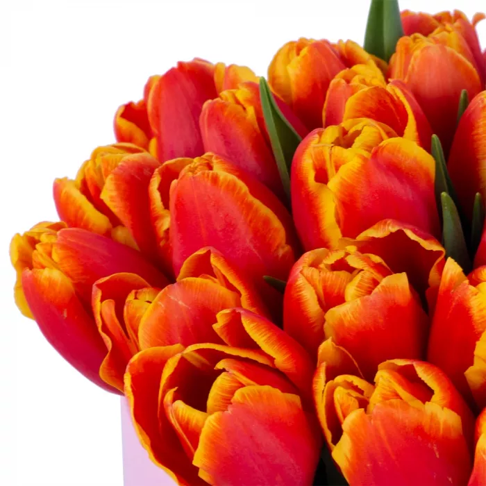 35 огненных тюльпан в розовой шляпной коробке