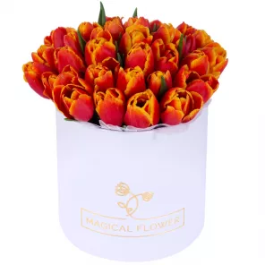 35 огненных тюльпан в белой шляпной коробке