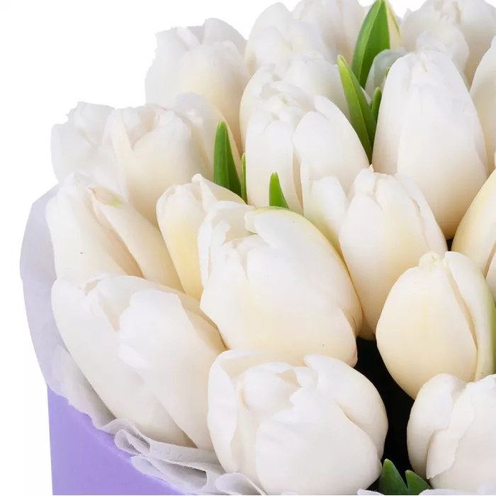 35 белых тюльпан в фиолетовой шляпной коробке