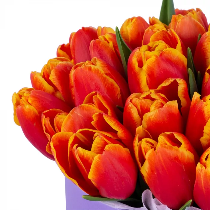35 огненных тюльпан в фиолетовой шляпной коробке