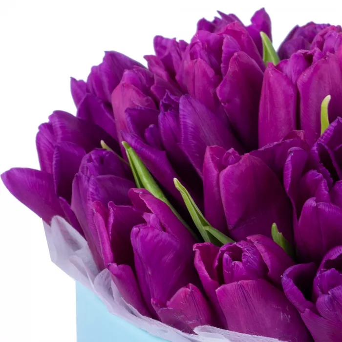 35 фиолетовых тюльпан в голубой шляпной коробке