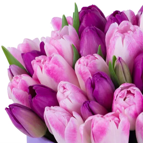 Разноцветный 51 тюльпан в фиолетовой шляпной коробке