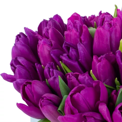 51 фиолетовый тюльпан в шляпной коробке