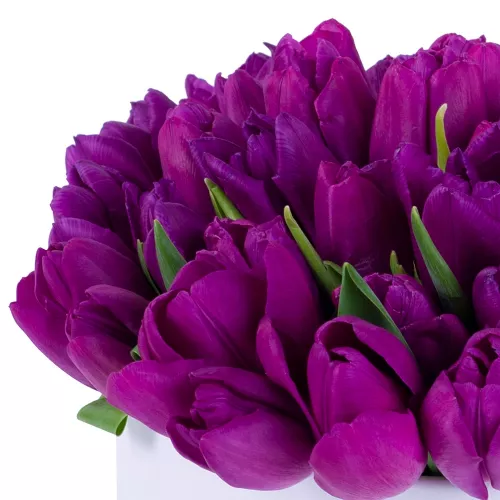 51 фиолетовый тюльпан в белой шляпной коробке