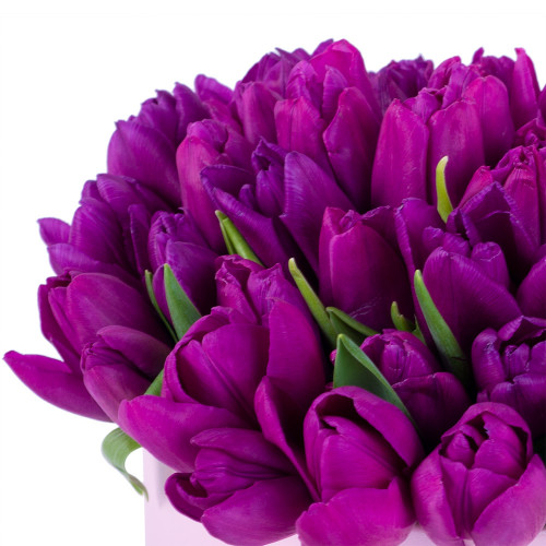 51 фиолетовый тюльпан в розовой шляпной коробке