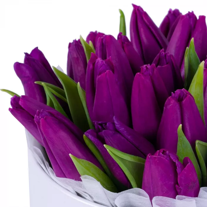 25 фиолетовых тюльпан в белой шляпной коробке