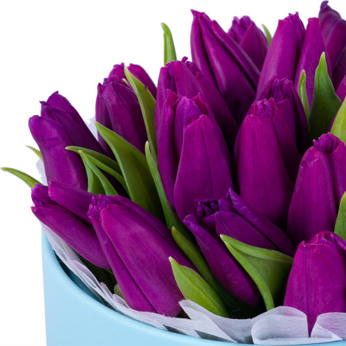 25 фиолетовых тюльпан в коробке