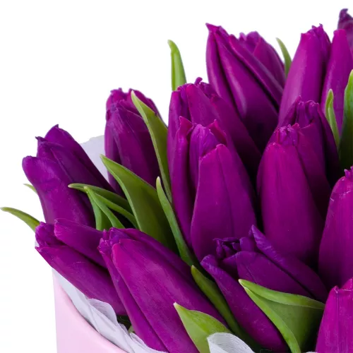 25 фиолетовых тюльпан в розовой шляпной коробке