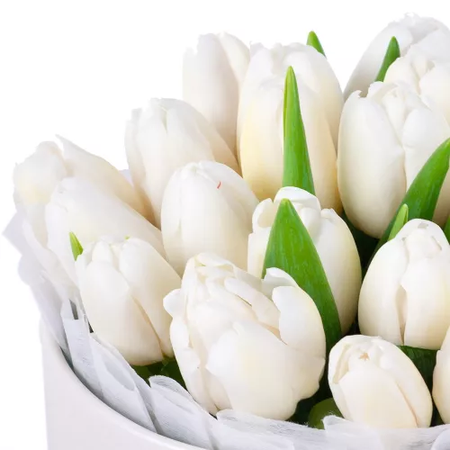 25 белых тюльпан в кремовой шляпной коробке
