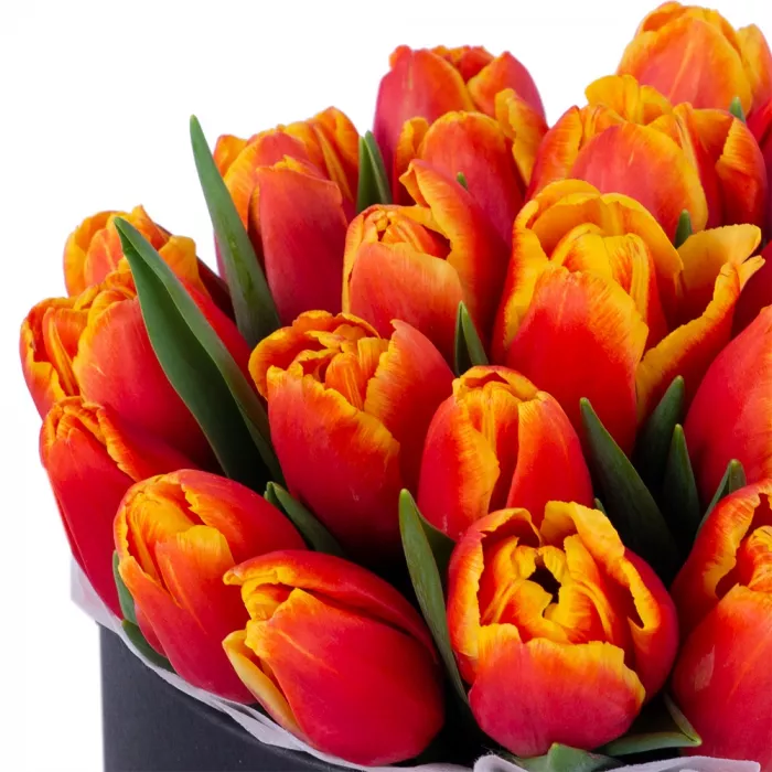 25 огненных тюльпан в черной шляпной коробке