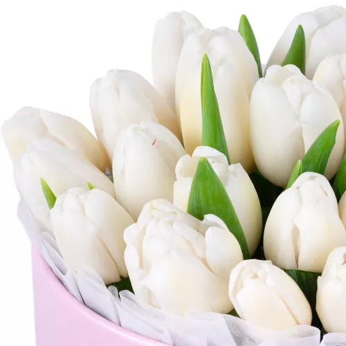 25 белых тюльпан в розовых шляпной коробке