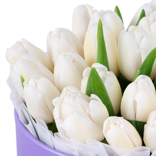 25 белых тюльпан в фиолетовой шляпной коробке