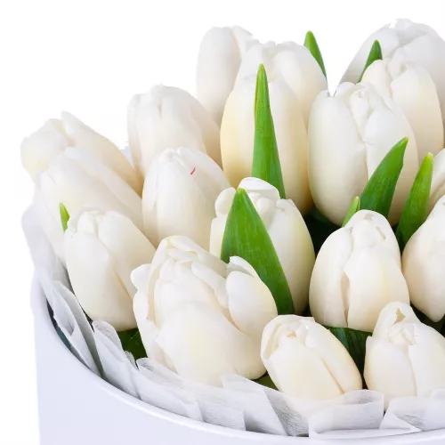 25 белых тюльпан в белой шляпной коробке