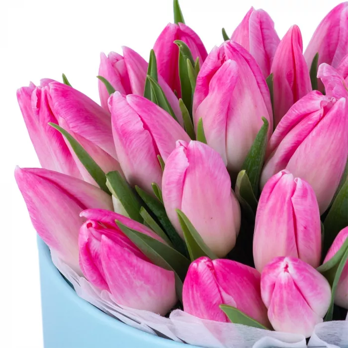 25 бело-розовых тюльпан в голубой шляпной коробке