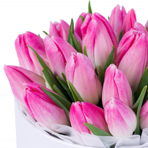 25 бело-розовых тюльпан в белой шляпной коробке