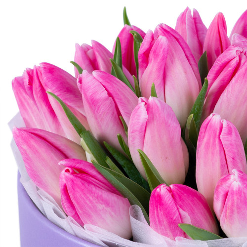 25 бело-розовых тюльпан в фиолетовой шляпной коробке