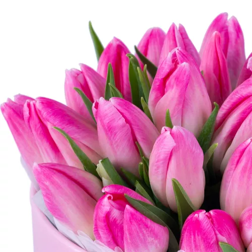 25 бело-розовых тюльпан в розовой шляпной коробке