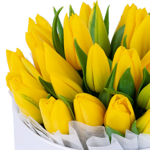 Весенний букет из 25 желтых тюльпанов в белой шляпной коробке