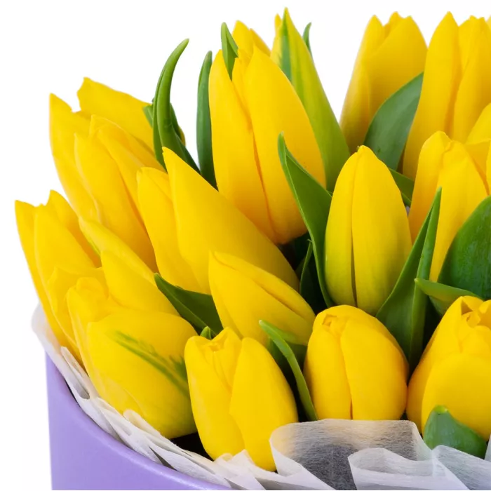 25 желтых тюльпан в фиолетовой шляпной коробке