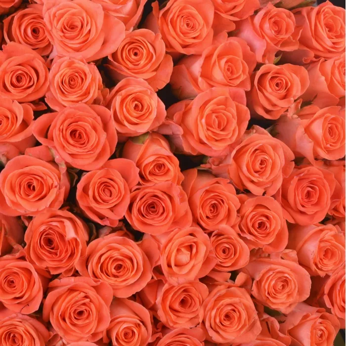 101 оранжевая роза premium 60 см