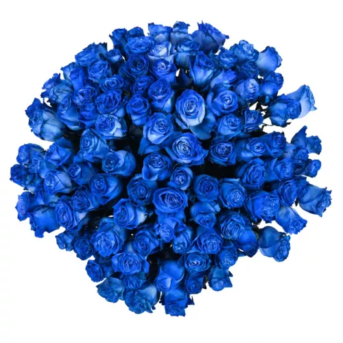 Букет из 101 синей розы Эквадор (Premium 60см)