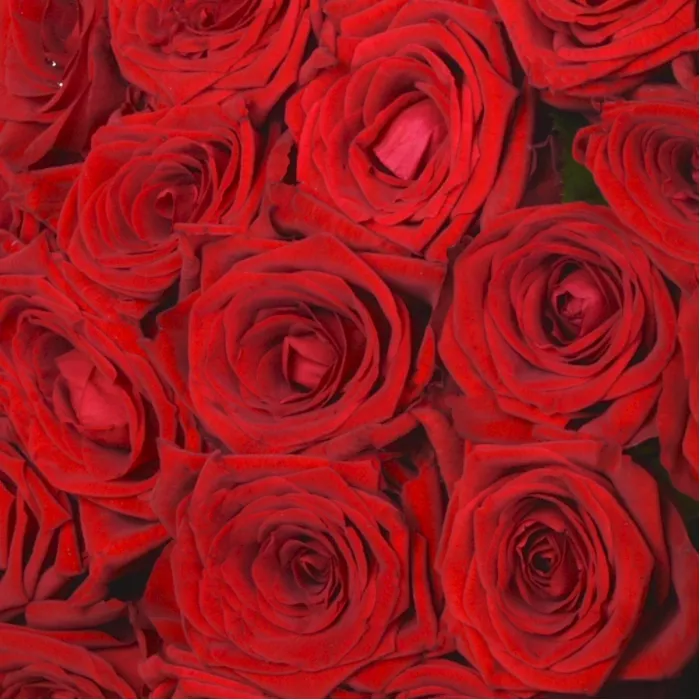 21 красная роза Premium 40 см