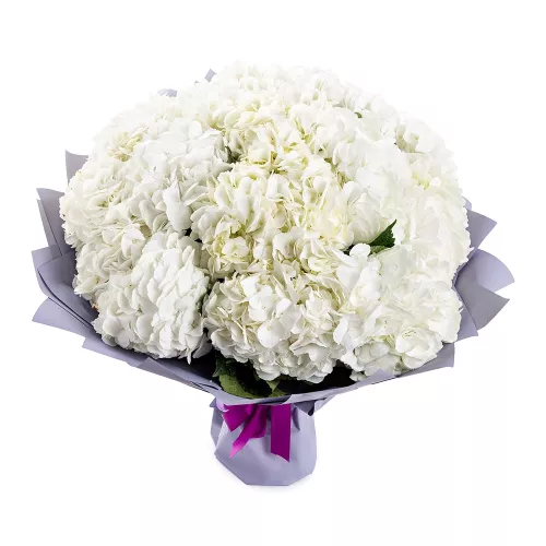 Букет из 15 белых гортензий