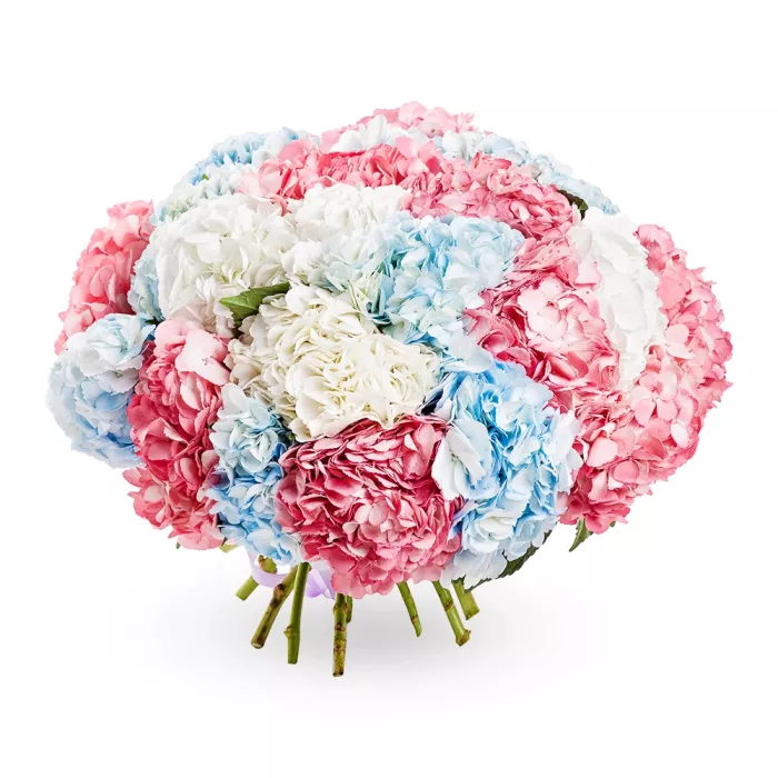 Букет из 25 разноцветных гортензий