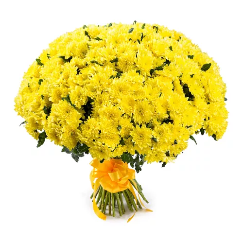Букет из 51 желтой хризантемы