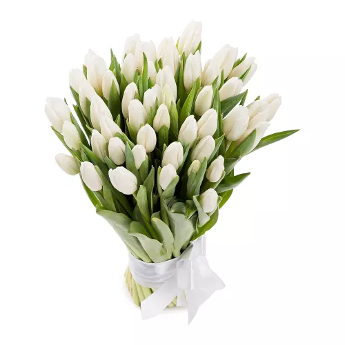 51 белый тюльпан