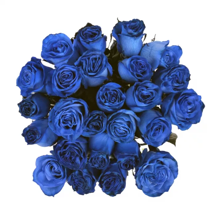 Букет из 25 синих роз Эквадор (Premium 60см)
