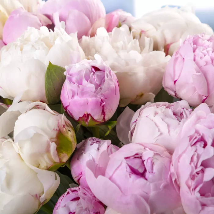 Букет из 25 разноцветных пионов