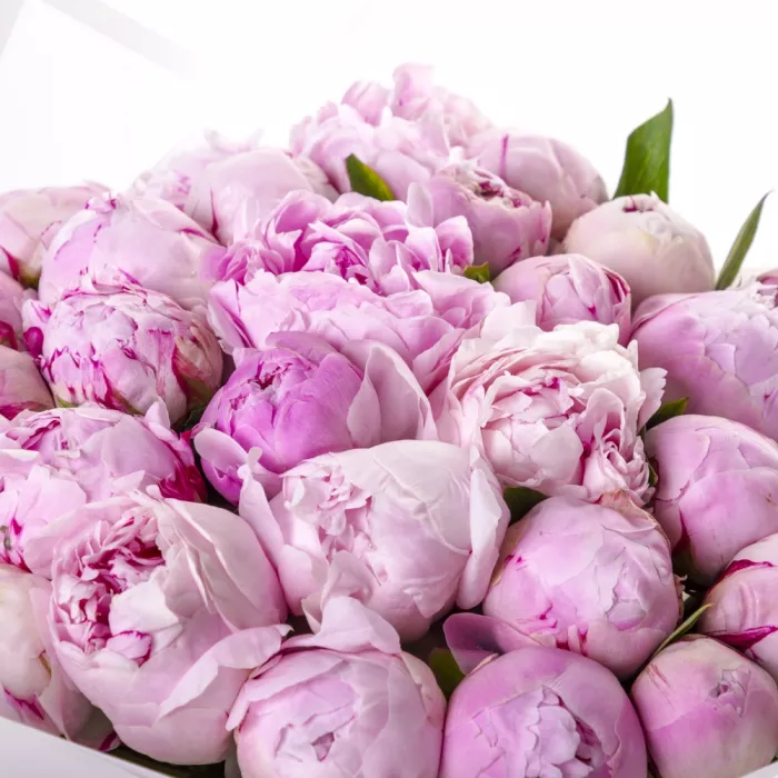 Букет из 31 розового пиона