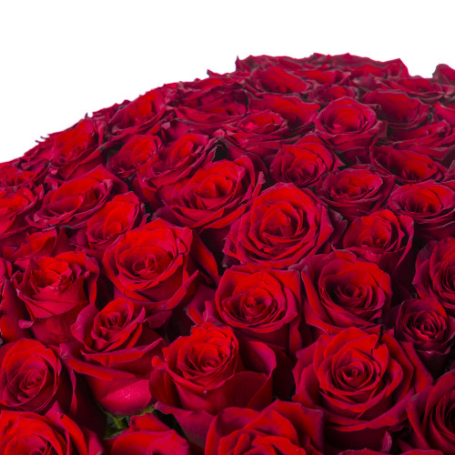Монобукет из 101 красной розы Эквадор 100 см