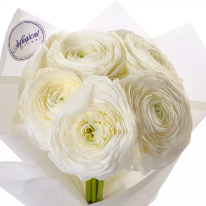 Букет из 7 белых ранункулюсов