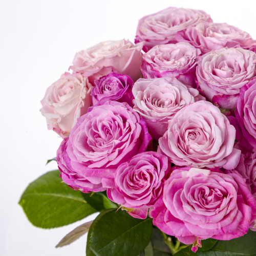 9 розовых кустовых роз 50 см Леди Бомбастик
