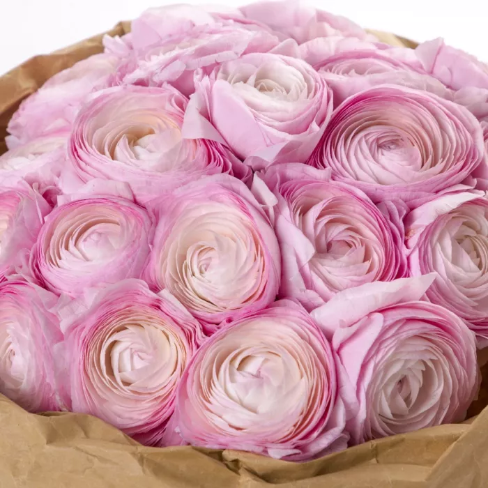 21 розовый ранункулюс