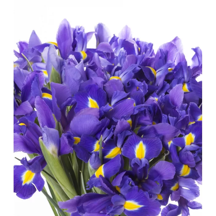 Букет из синего ириса 35 шт