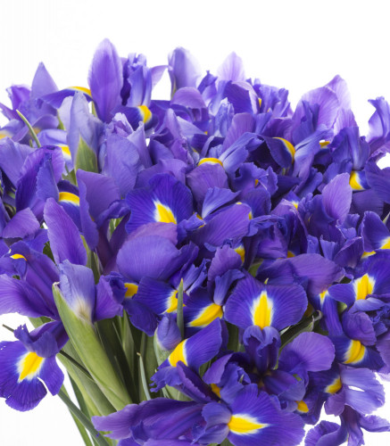 Синий букет цветов из ириса 35 шт