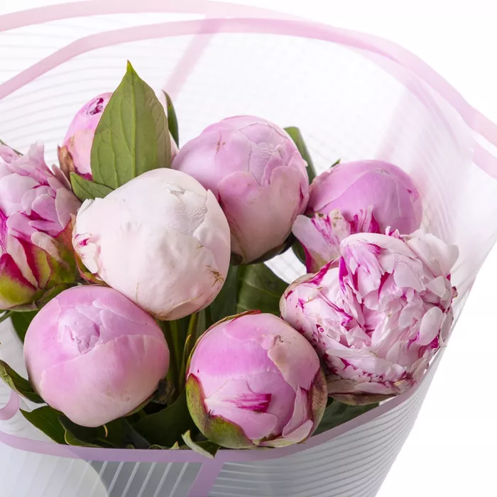 7 розовых пионов